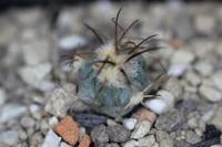 Echinocactus horizonthalonius PD 58